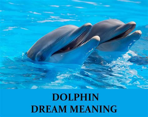 Dolphin S Dream Sportingbet